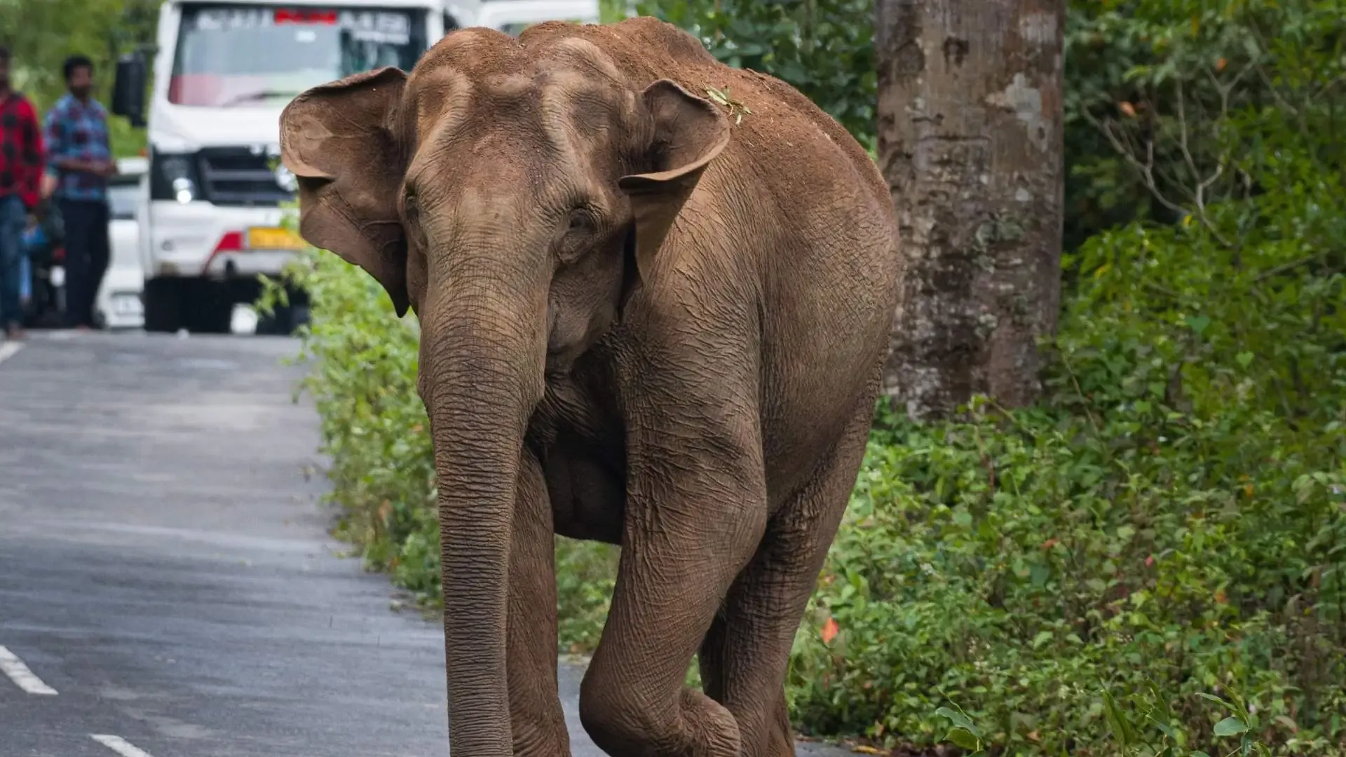Discover Thekkady: The Ultimate Guide to Periyar’s Wild Heart - Photo 6