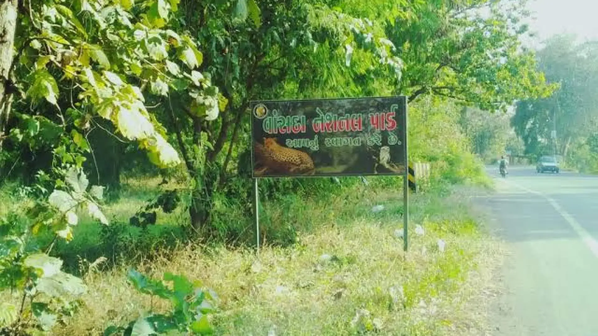 Vansda National Park: A Journey into the Deep Woods - Photo 7