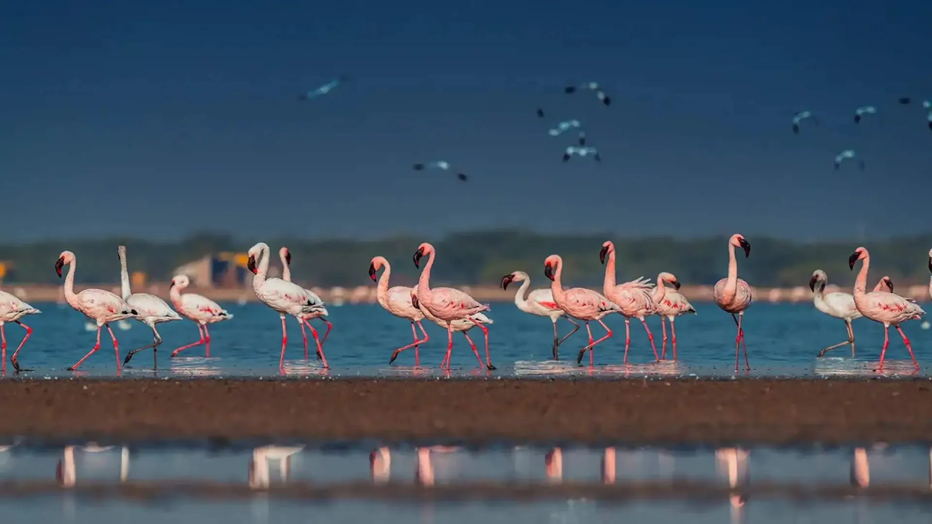 Little Rann of Kutch: The Wild Ass Sanctuary - Photo 7
