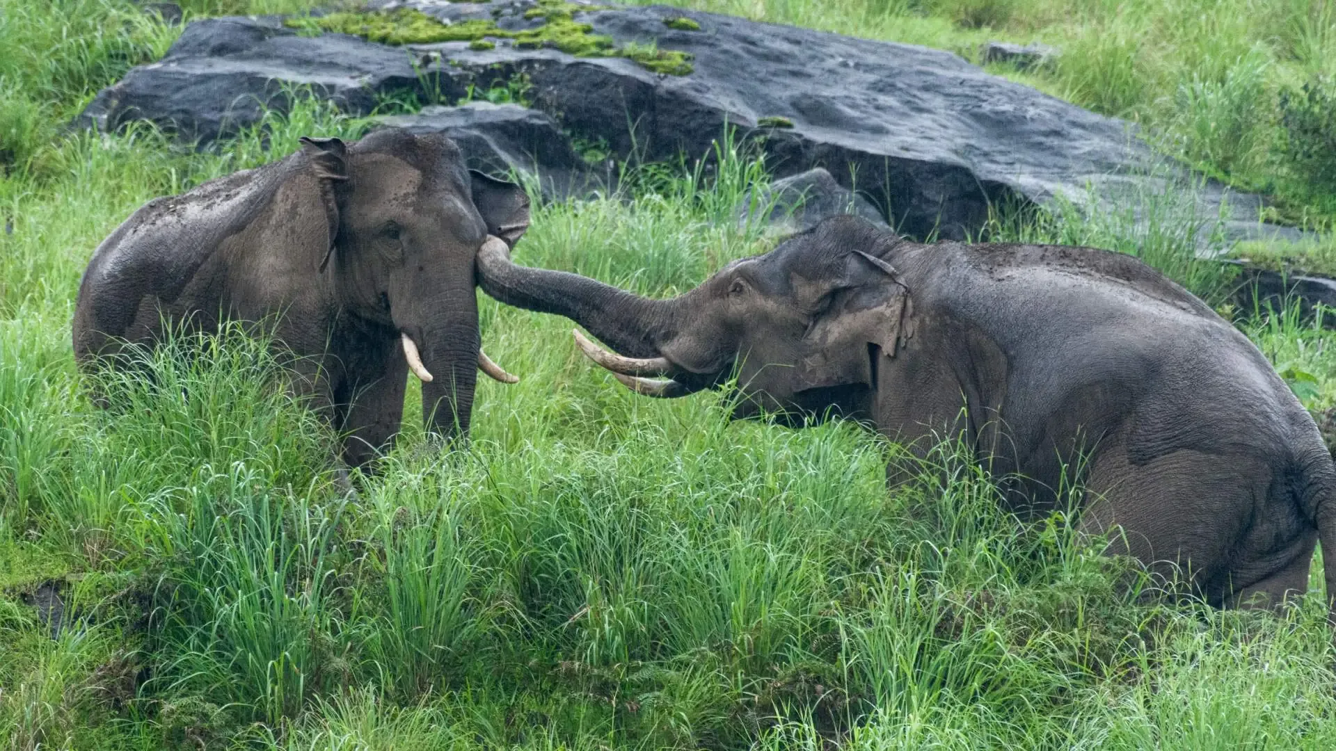 Discover Thekkady: The Ultimate Guide to Periyar’s Wild Heart - Photo 7