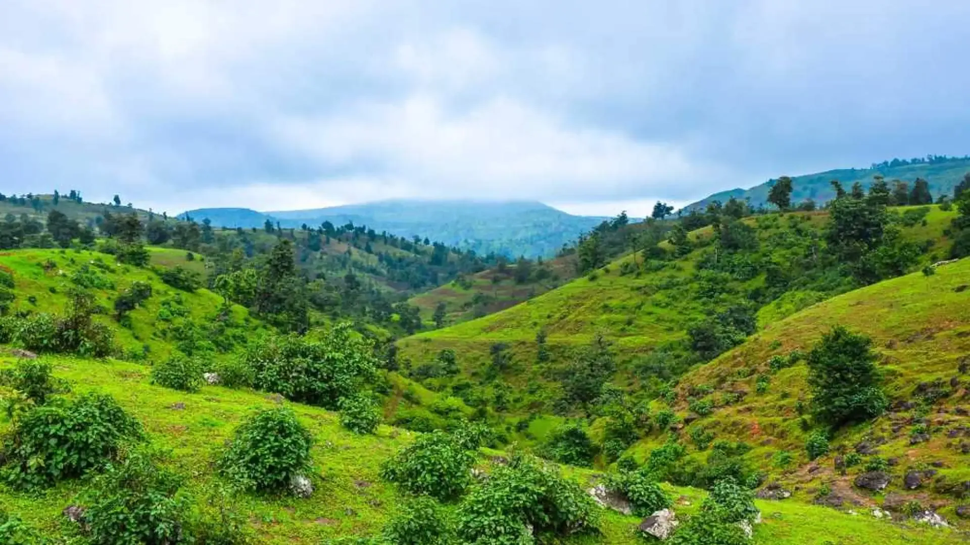 Vansda National Park: A Journey into the Deep Woods - Photo 9