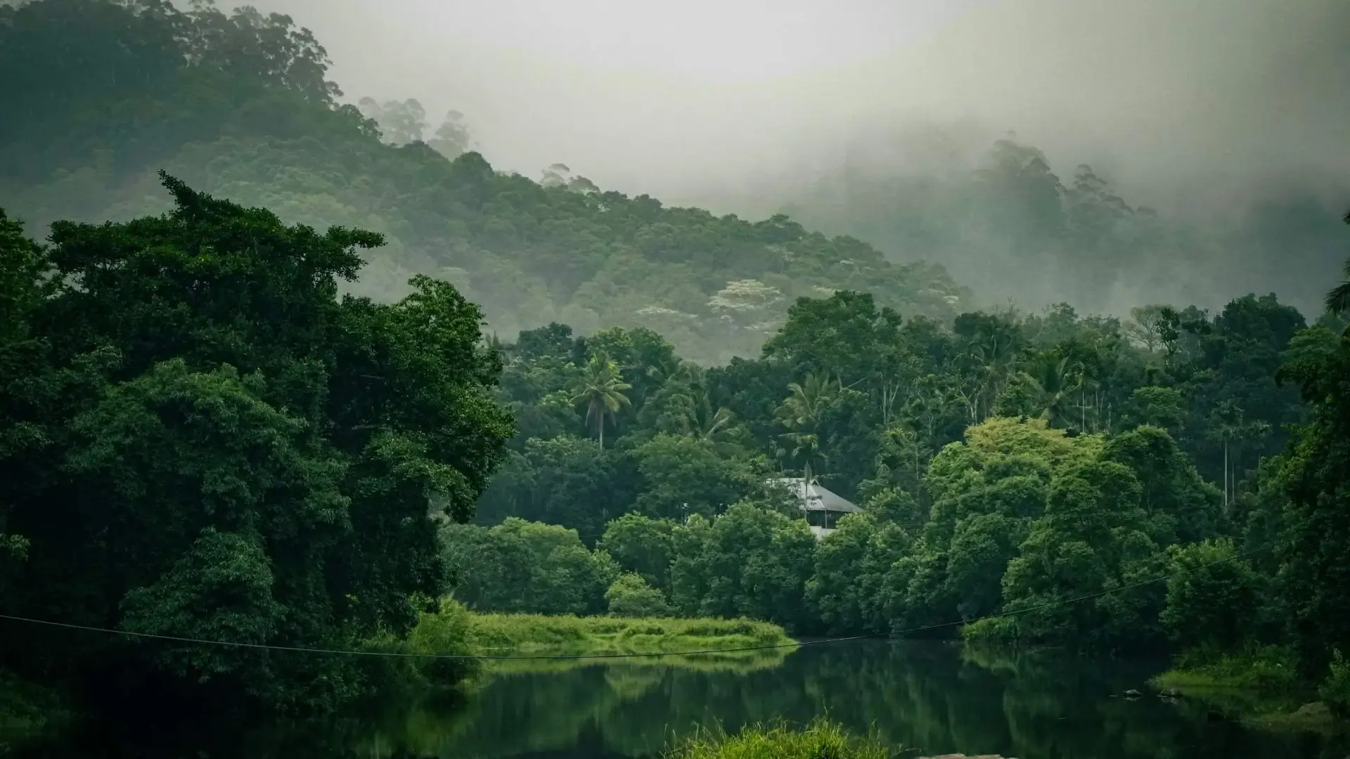 Discover Thekkady: The Ultimate Guide to Periyar’s Wild Heart - Photo 9