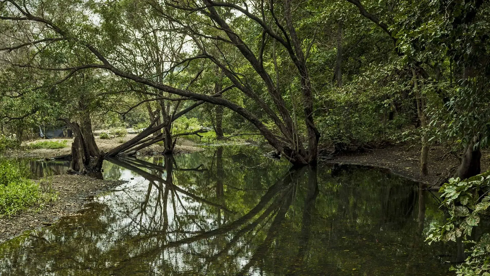 Polo Forest: A Hidden Ecological Paradise - Photo 4