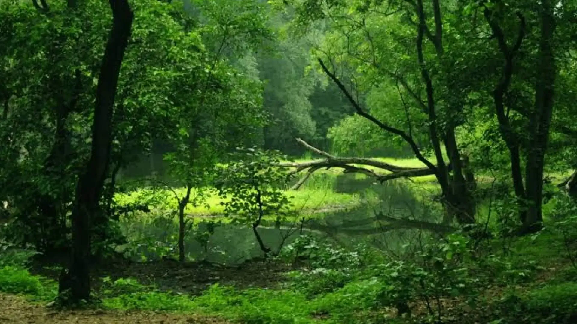 Polo Forest: A Hidden Ecological Paradise - Photo 2
