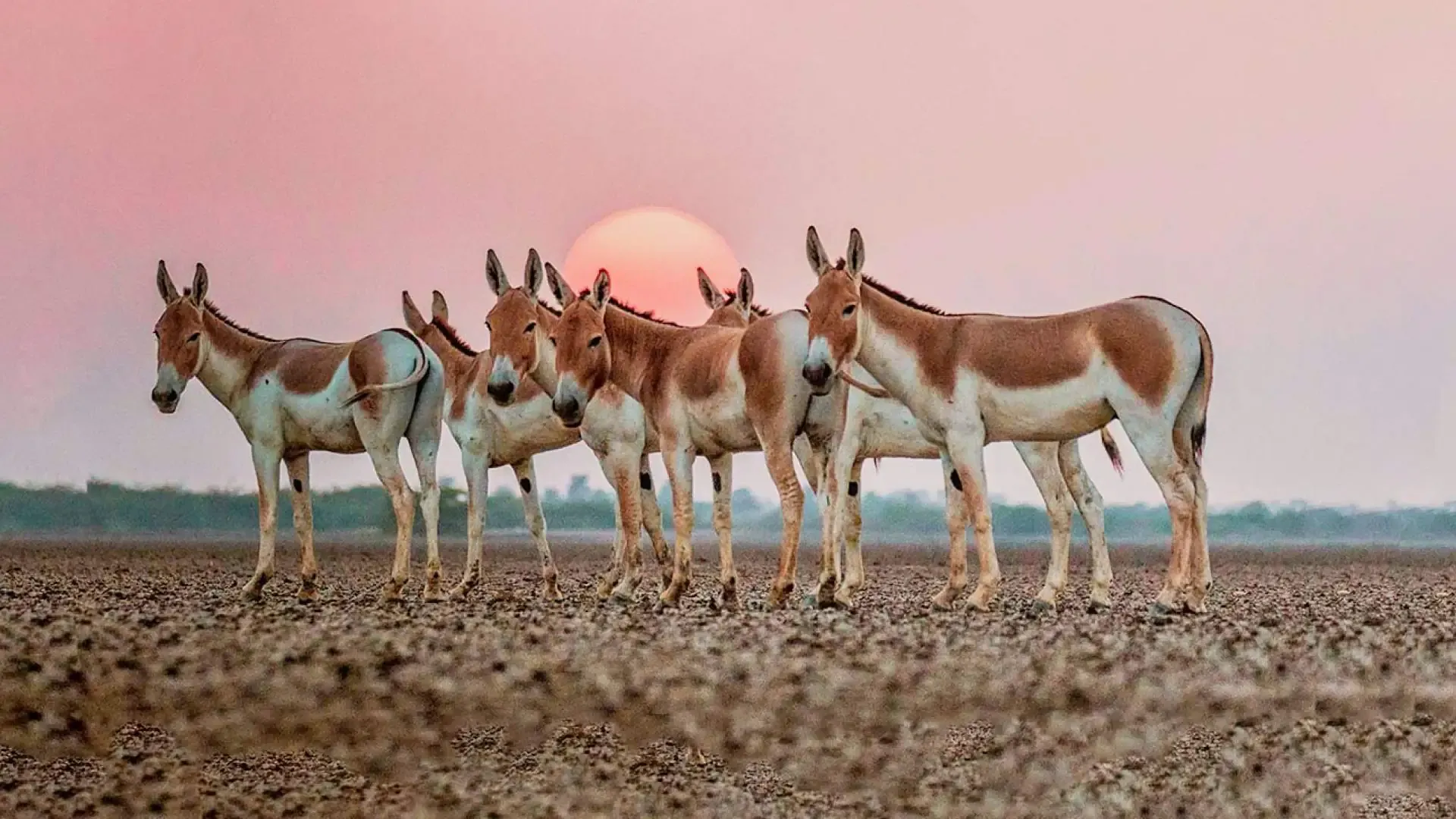 Little Rann of Kutch: The Wild Ass Sanctuary - Photo 3
