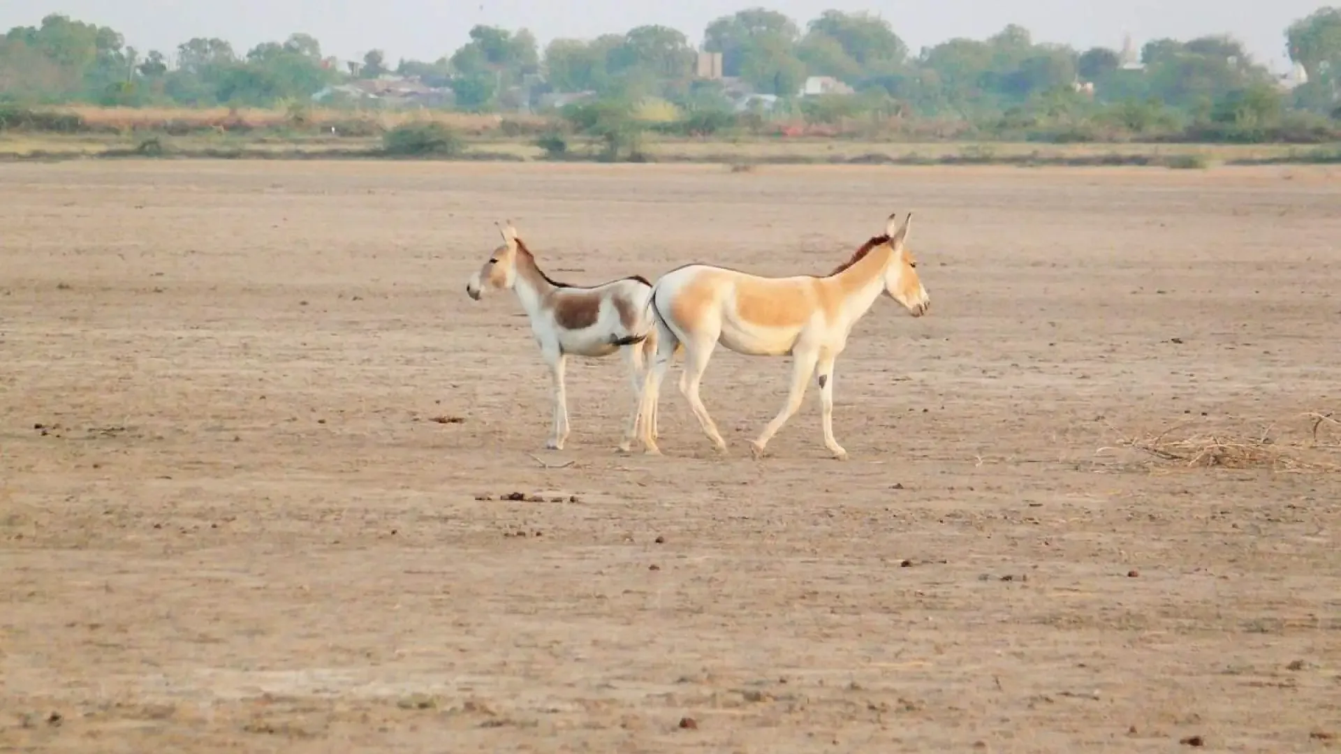 Little Rann of Kutch: The Wild Ass Sanctuary - Photo 5