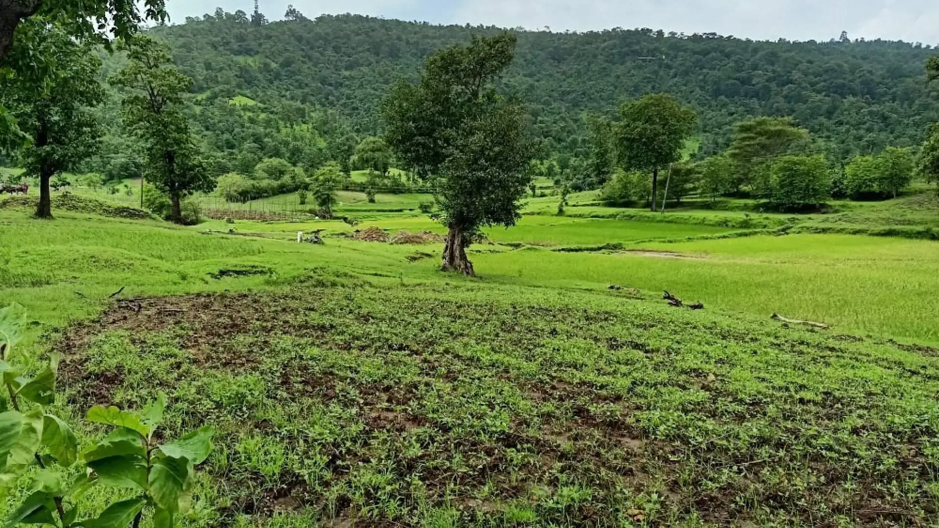 Wilson Hills: Gujarat's Scenic Hill Retreat Above the Clouds - Photo 5