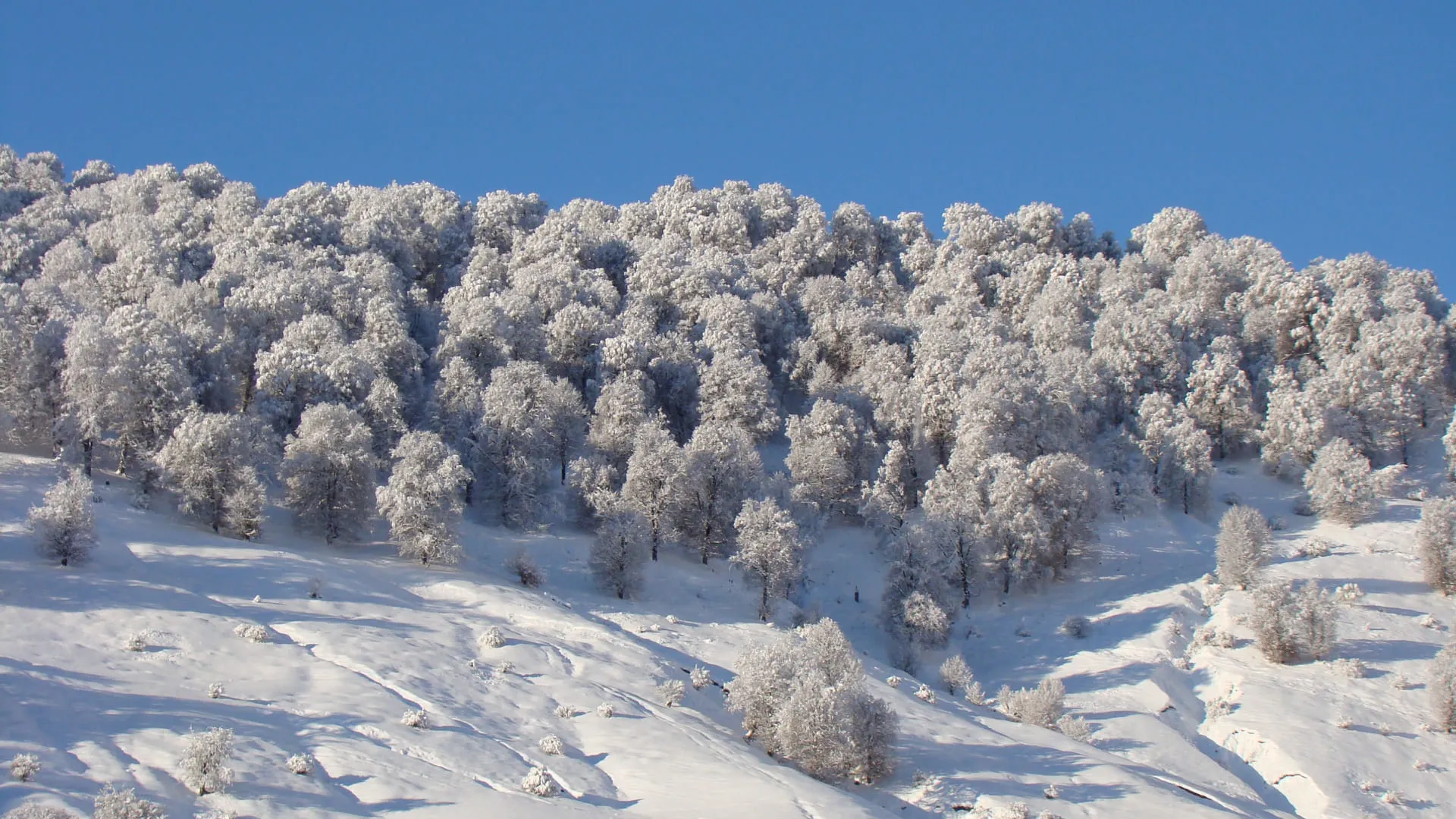 Kufri Shimla: Skiing, Kufri Fun World, Yak Rides & Guide - Photo 5