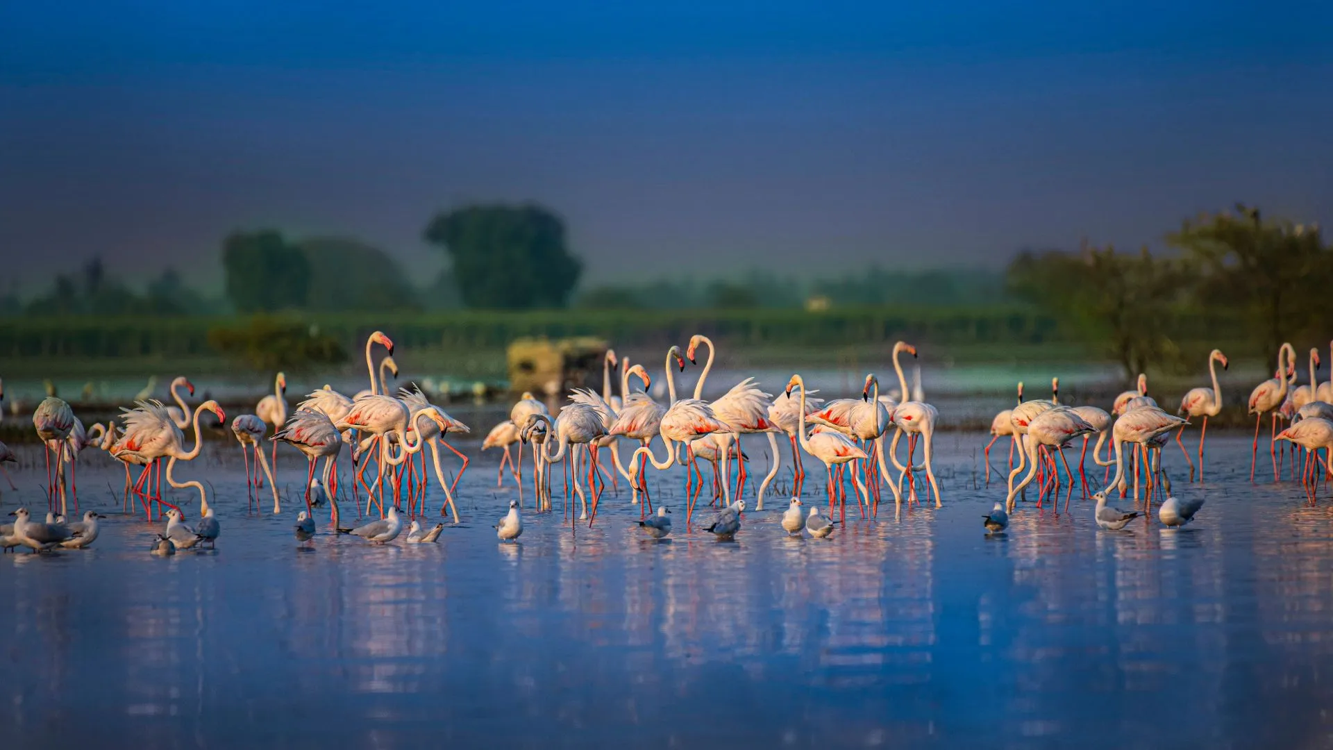 Nal Sarovar Bird Sanctuary (Ahmedabad, Gujarat): Complete Travel Guide, History & Photos