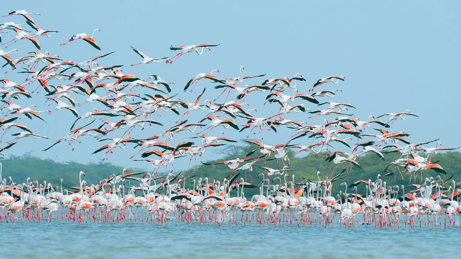 Nal Sarovar Bird Sanctuary (Ahmedabad, Gujarat): Complete Travel Guide, History & Photos - Photo 4