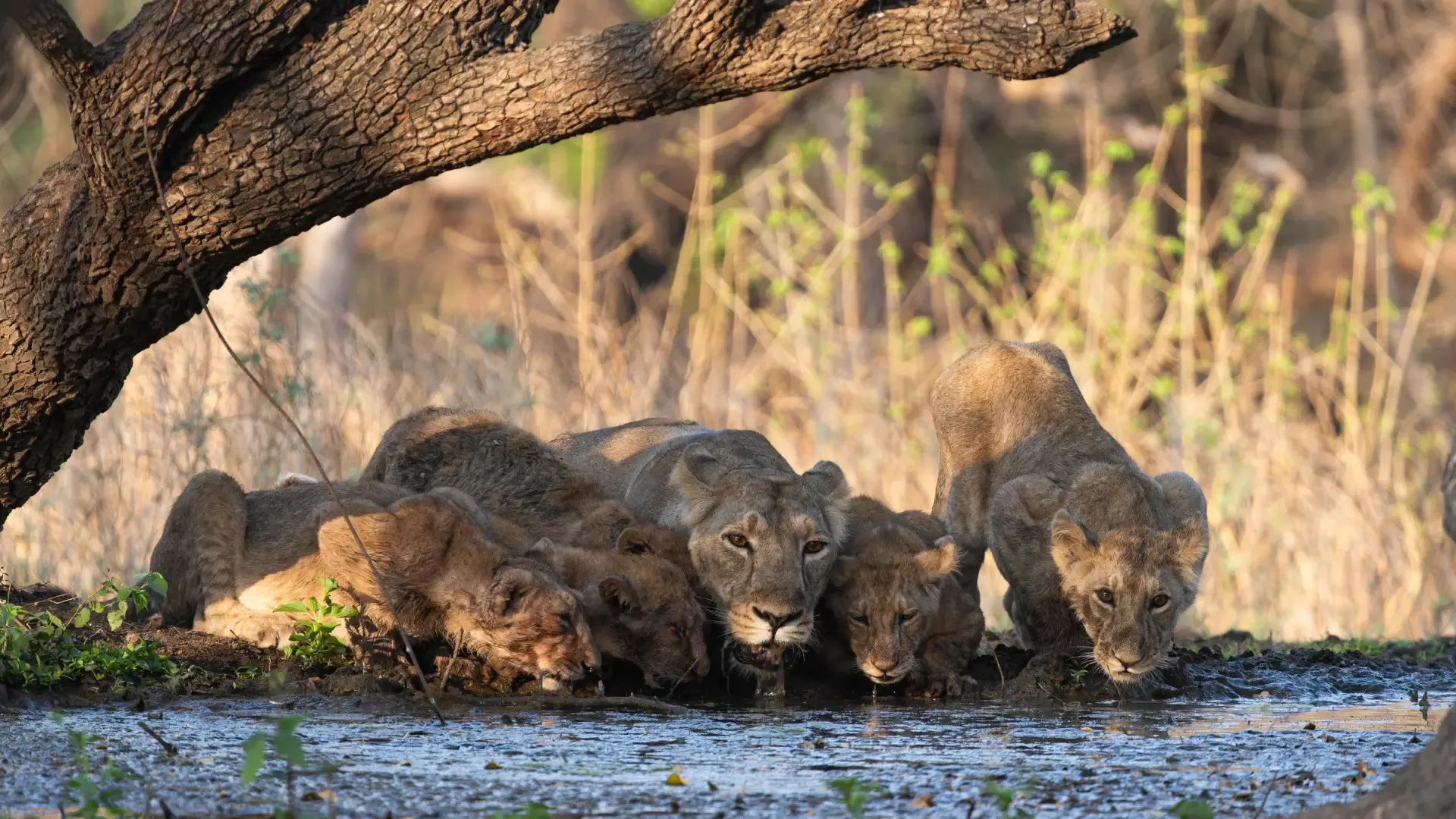 Sasan Gir National Park (Gir Somnath, Gujarat): Complete Travel Guide, History & Photos