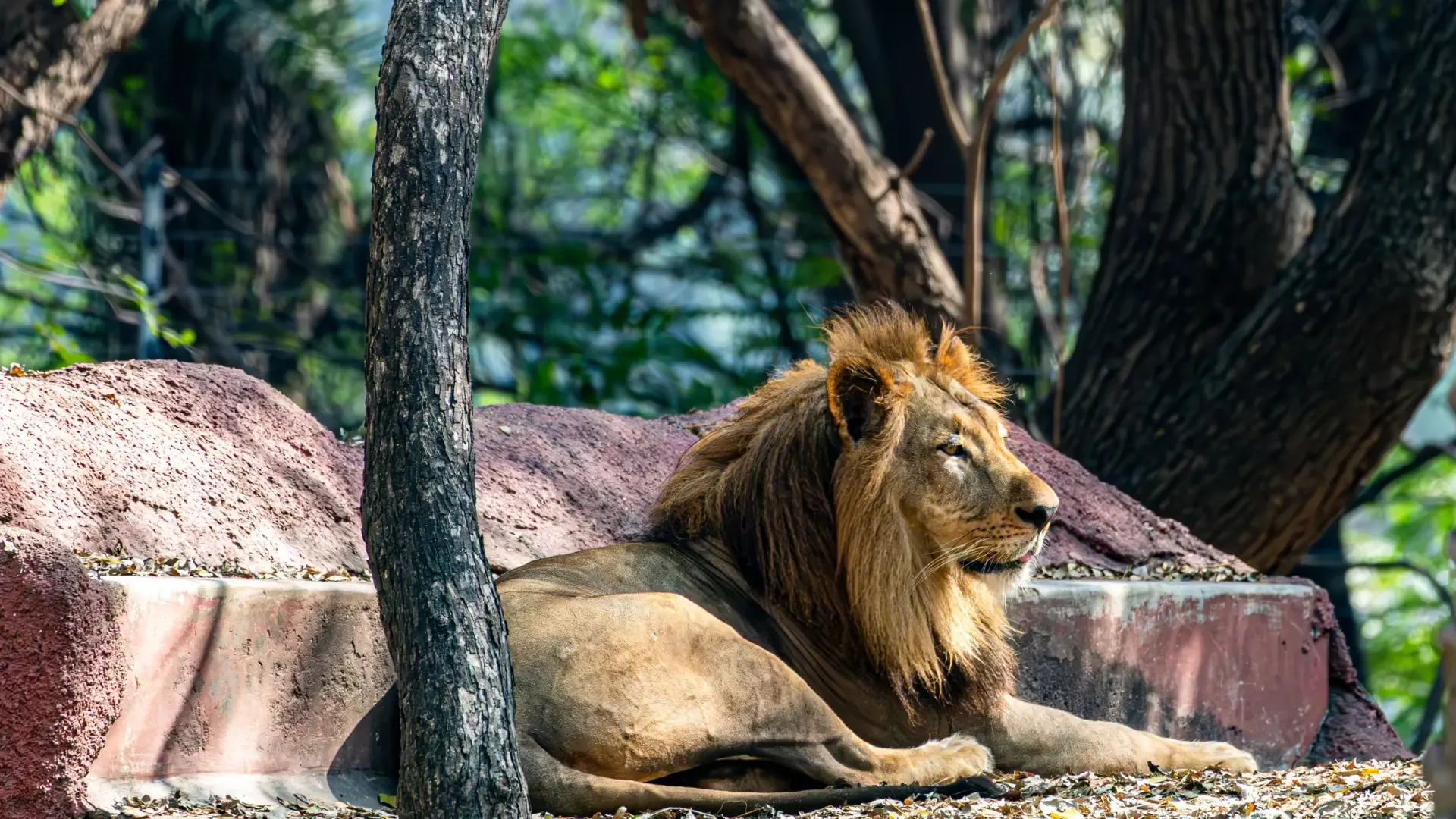 Sasan Gir National Park (Gir Somnath, Gujarat): Complete Travel Guide, History & Photos - Photo 3