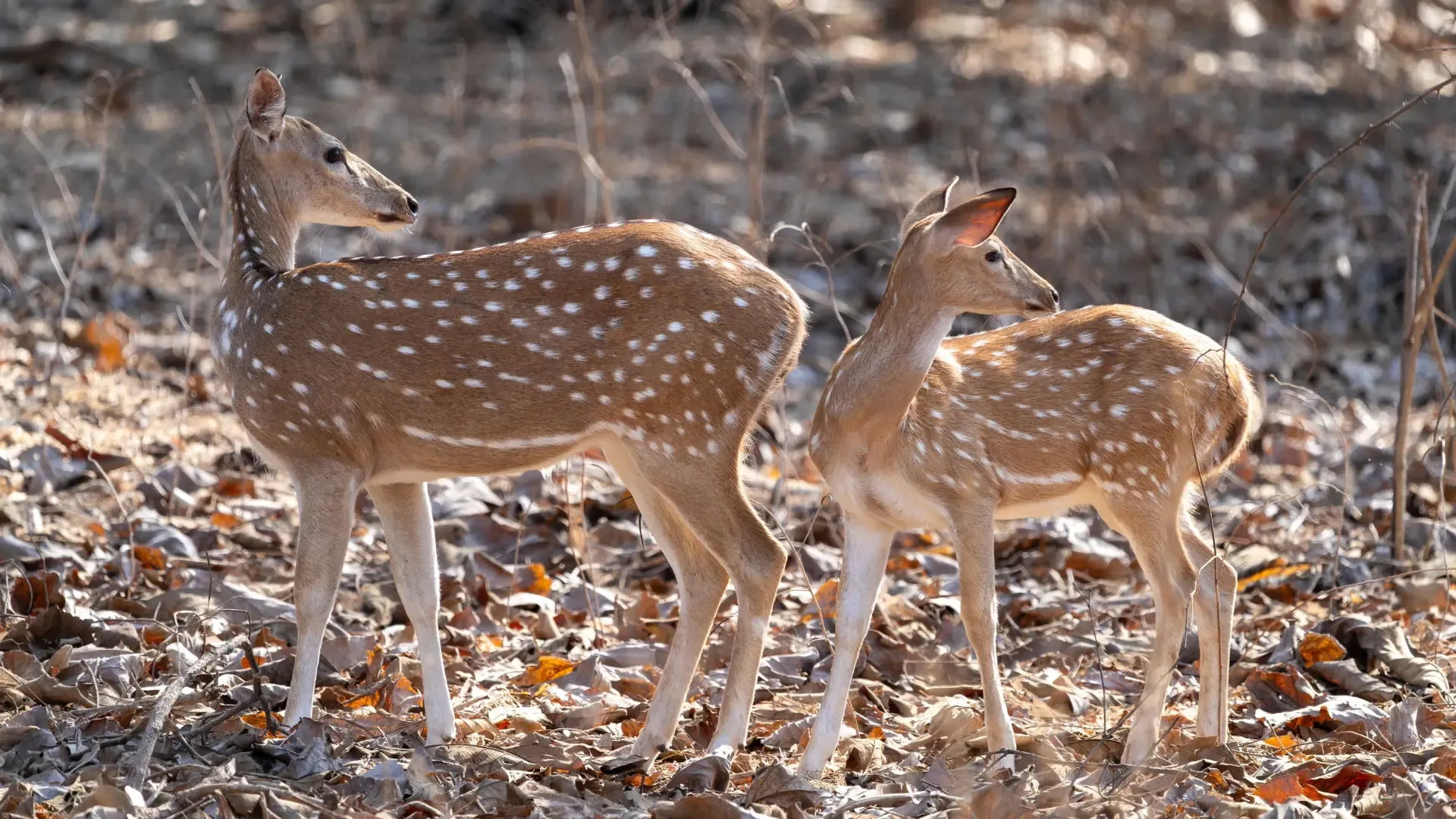 Sasan Gir National Park (Gir Somnath, Gujarat): Complete Travel Guide, History & Photos - Photo 4