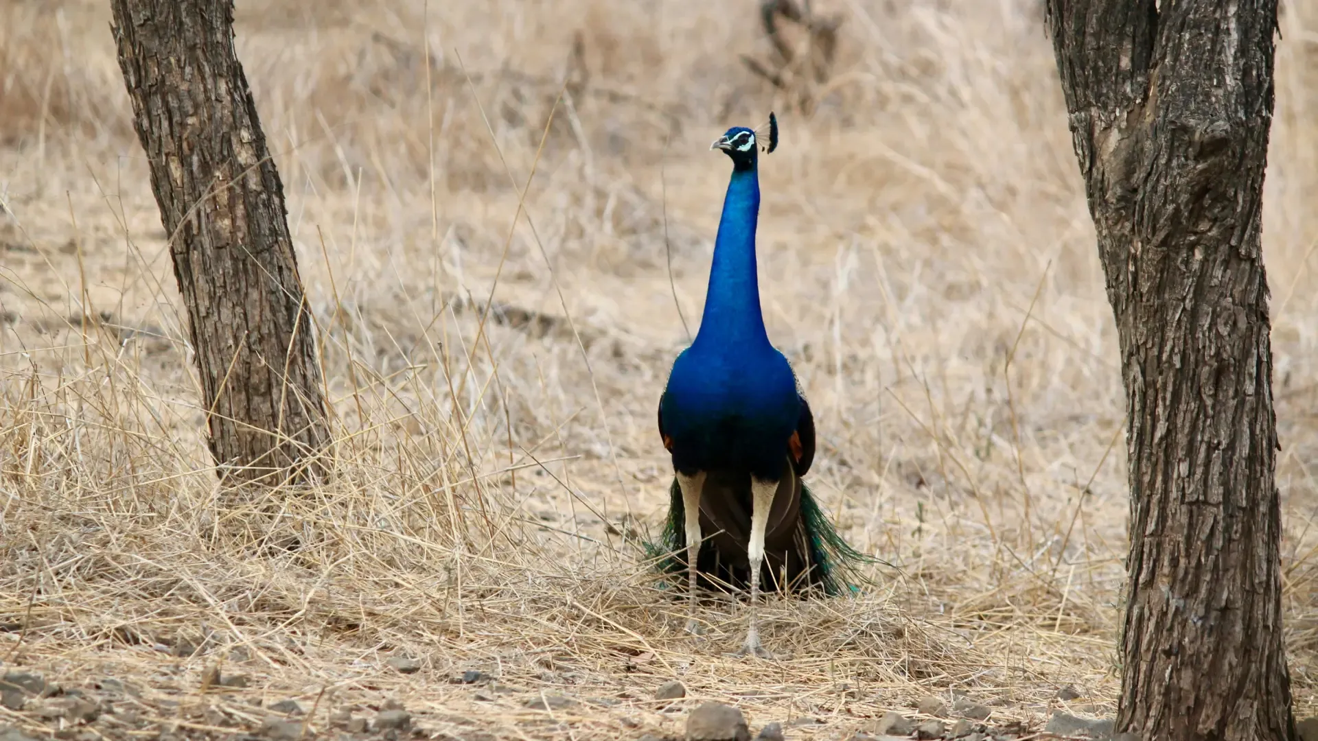 Sasan Gir National Park (Gir Somnath, Gujarat): Complete Travel Guide, History & Photos - Photo 5