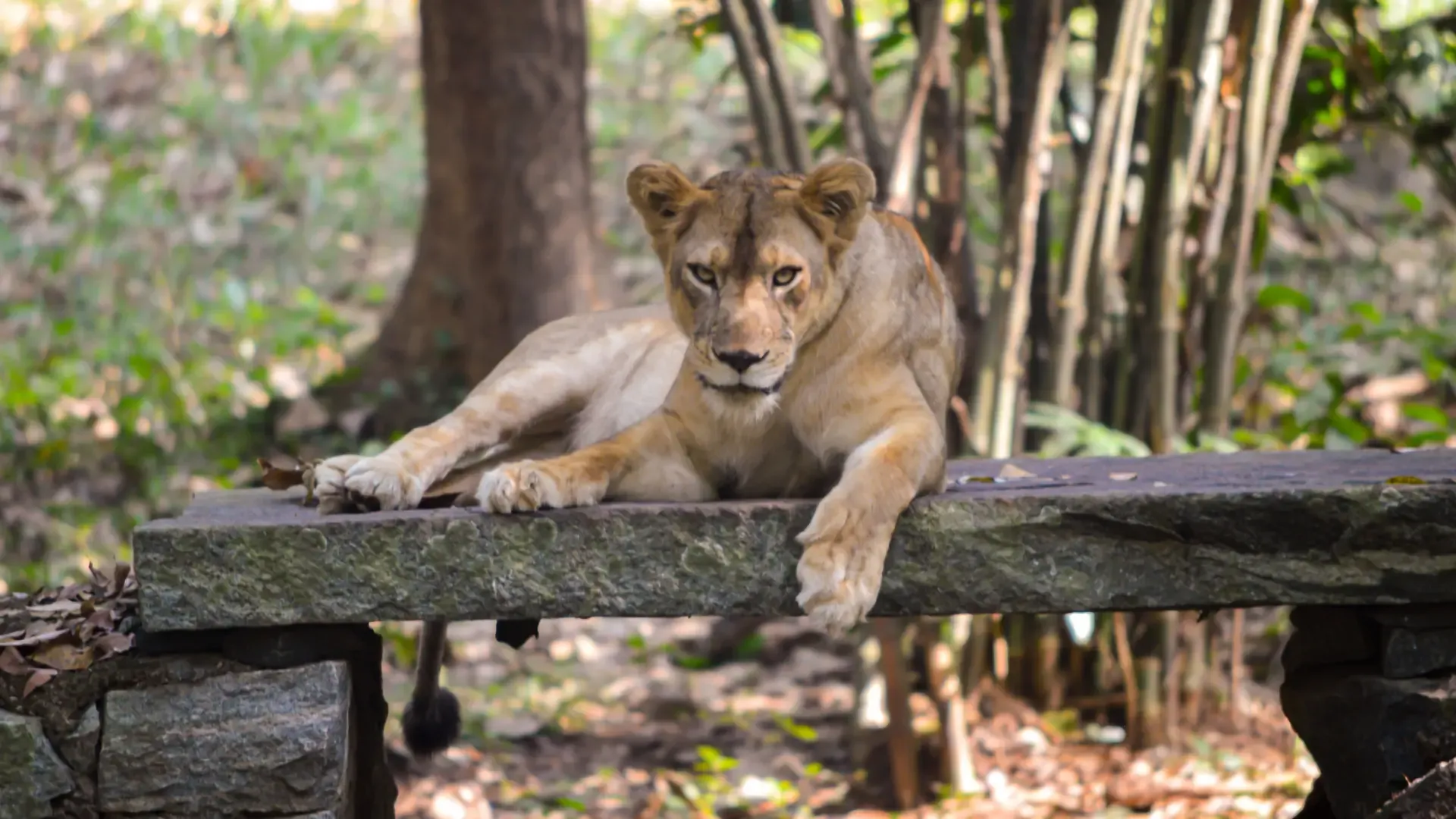 Sakkarbaug Zoological Garden (Junagadh, Gujarat): Complete Travel Guide, History & Photos - Photo 3