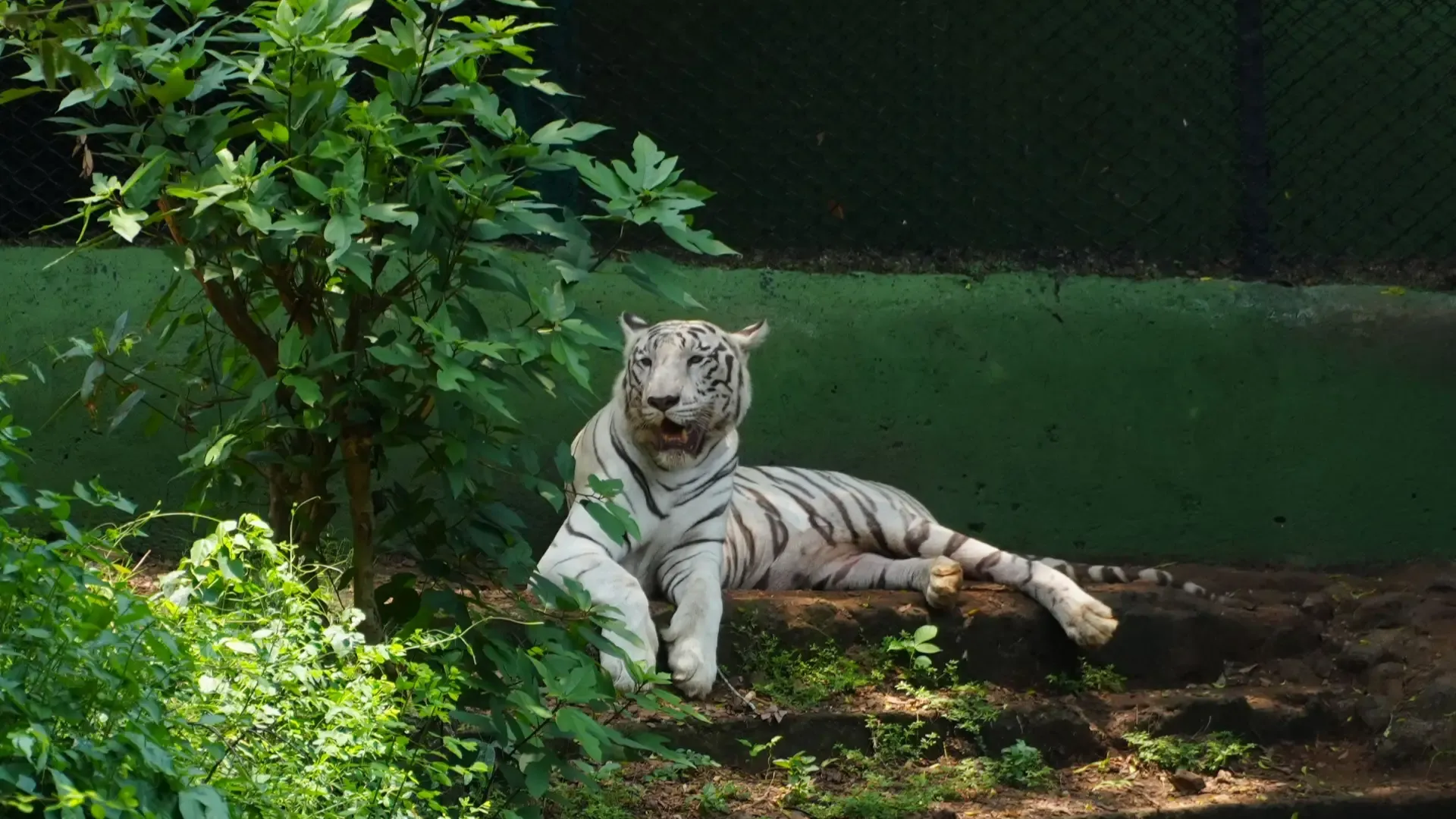 Sakkarbaug Zoological Garden (Junagadh, Gujarat): Complete Travel Guide, History & Photos - Photo 4