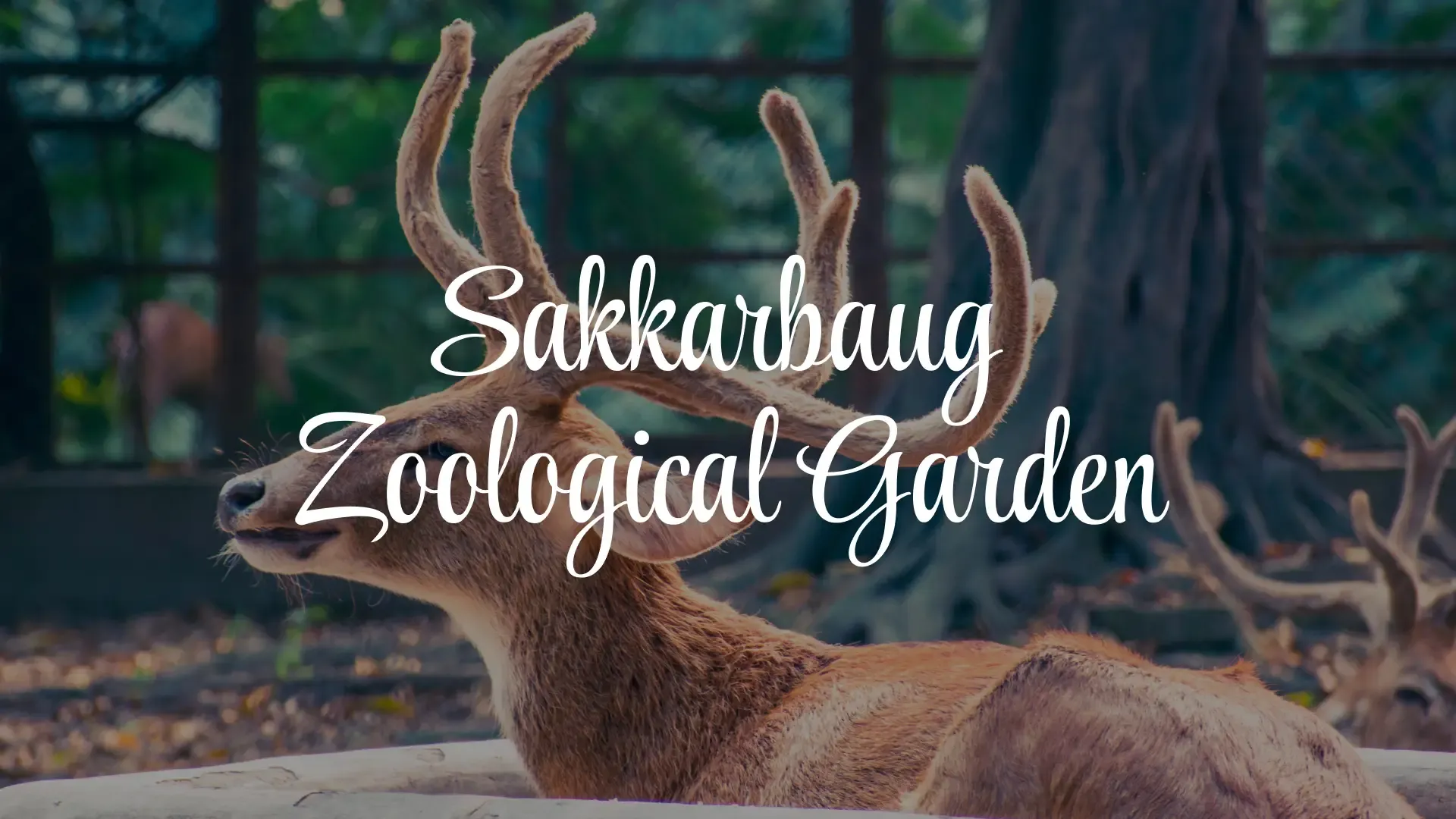 Sakkarbaug Zoological Garden (Junagadh, Gujarat): Complete Travel Guide, History & Photos