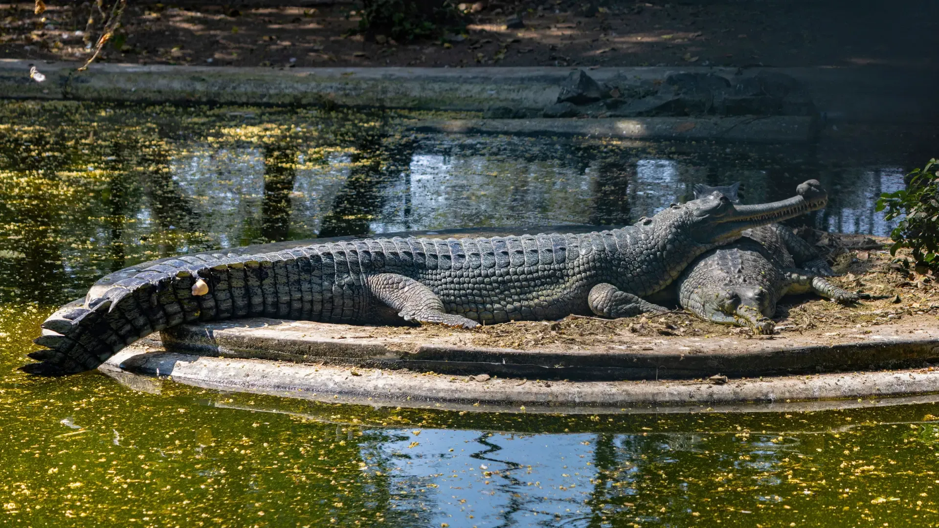 Sakkarbaug Zoological Garden (Junagadh, Gujarat): Complete Travel Guide, History & Photos - Photo 5